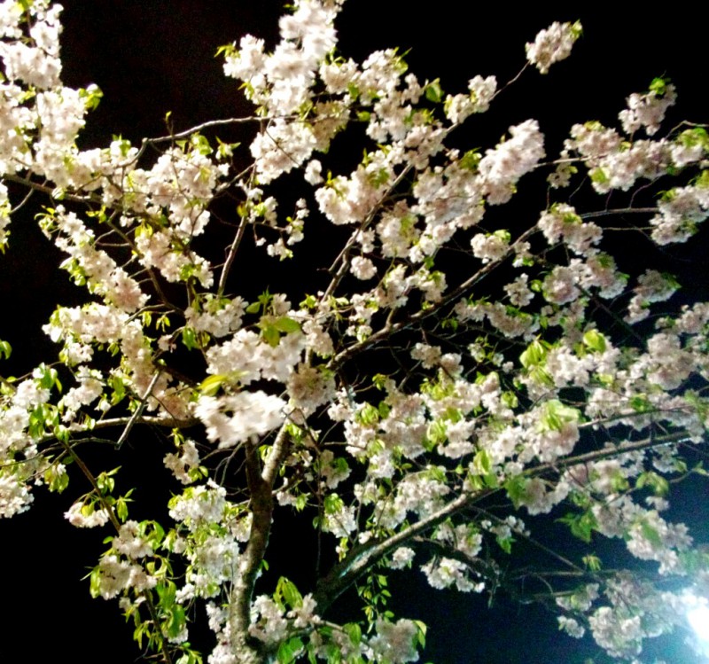 夜に浮かぶ八重桜