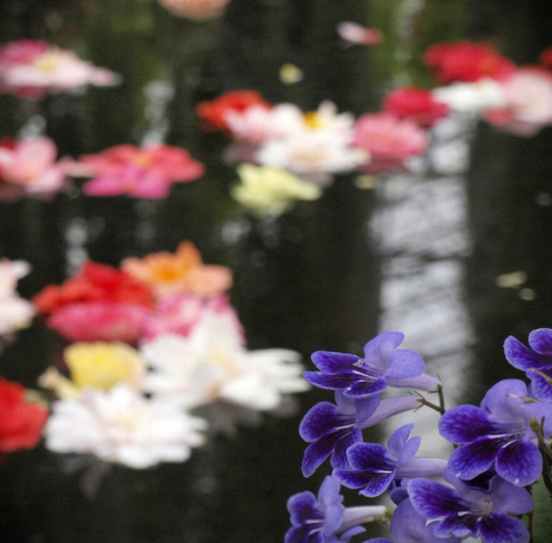 水に浮かぶ花々