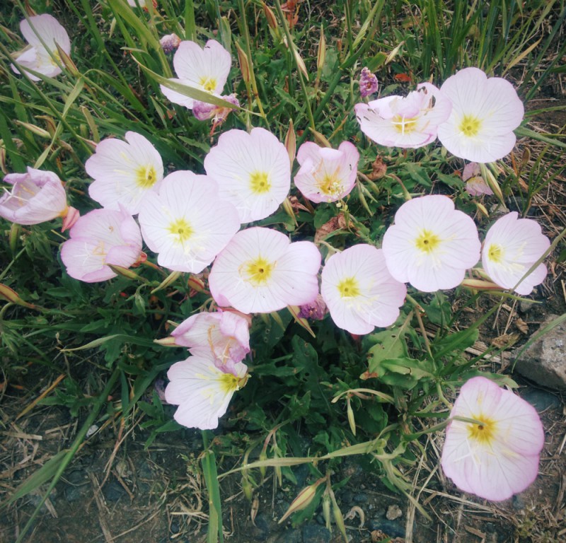 PinkFlower