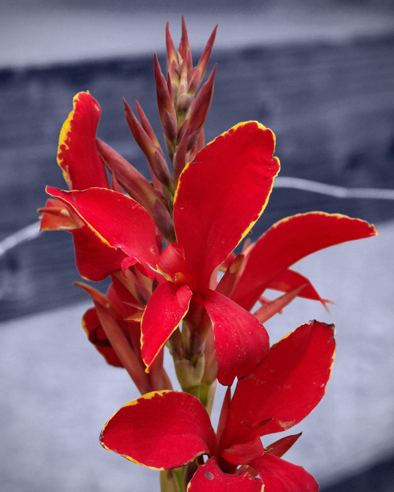 赤い南国花