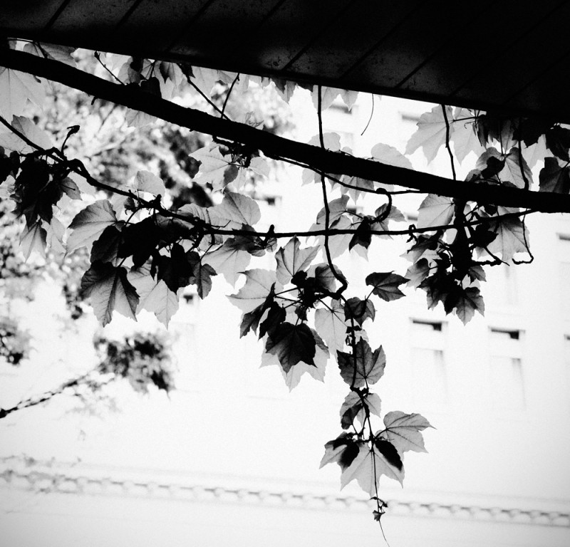 軒下に垂れるツタの葉