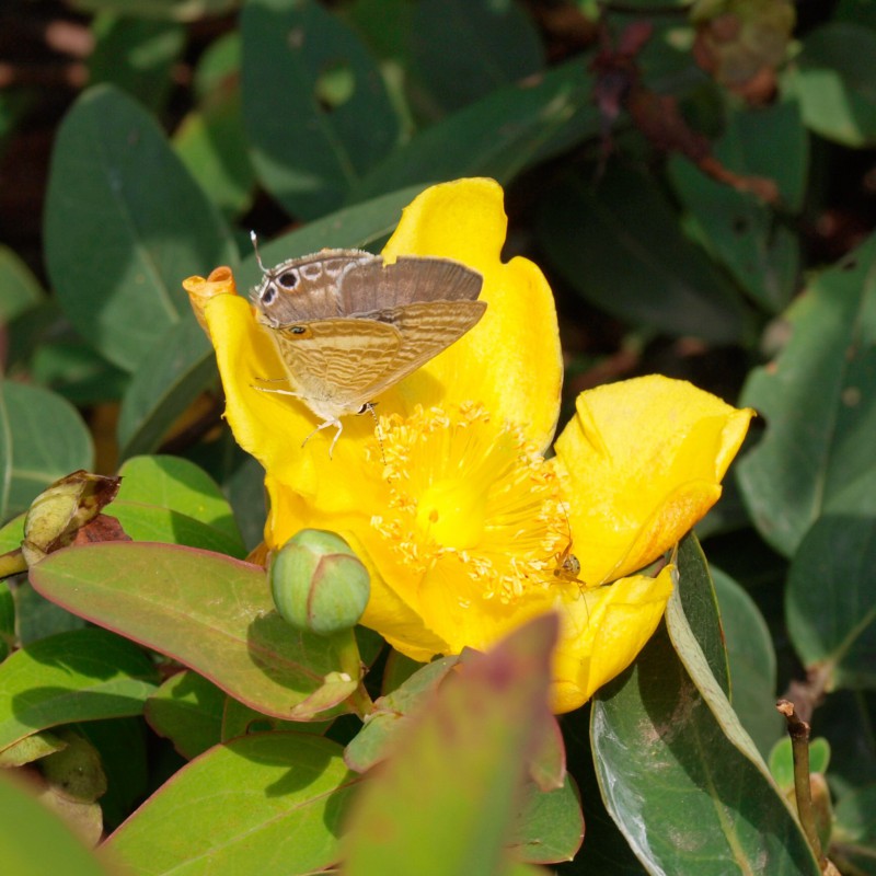 蝶と蜘蛛と黄色い花