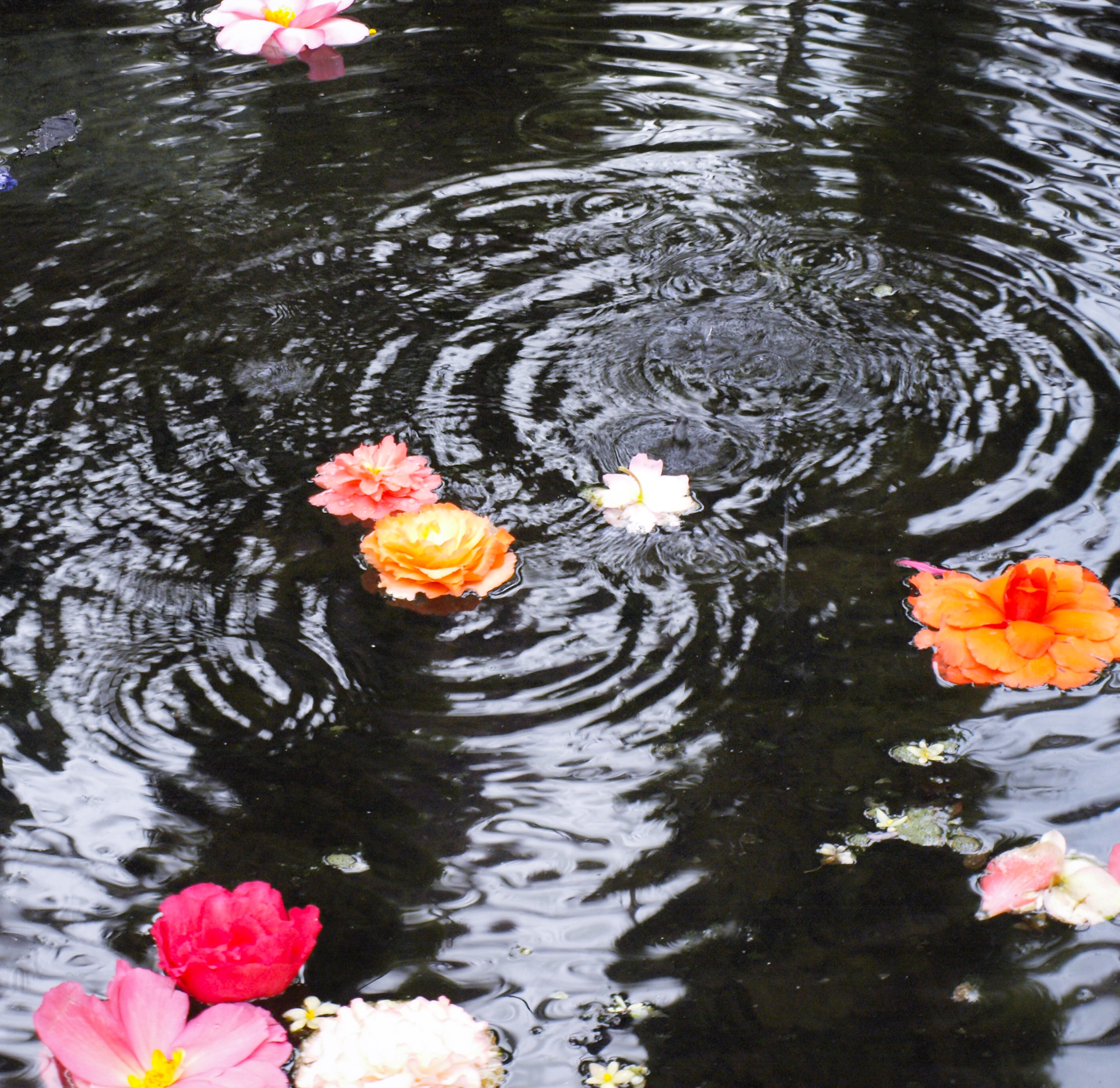 池と波紋と浮かぶ花