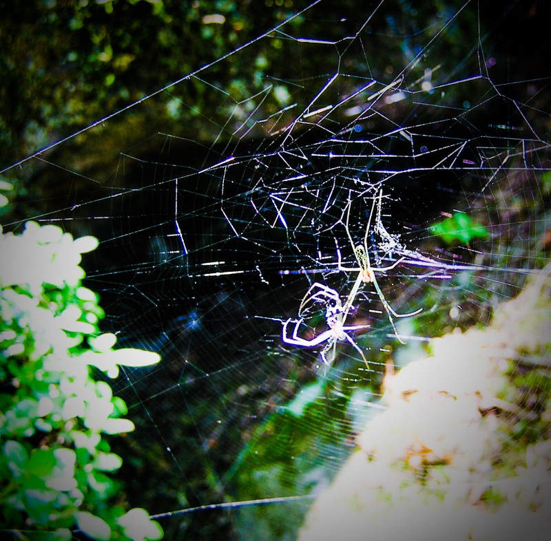 キラキラ光る蜘蛛の巣