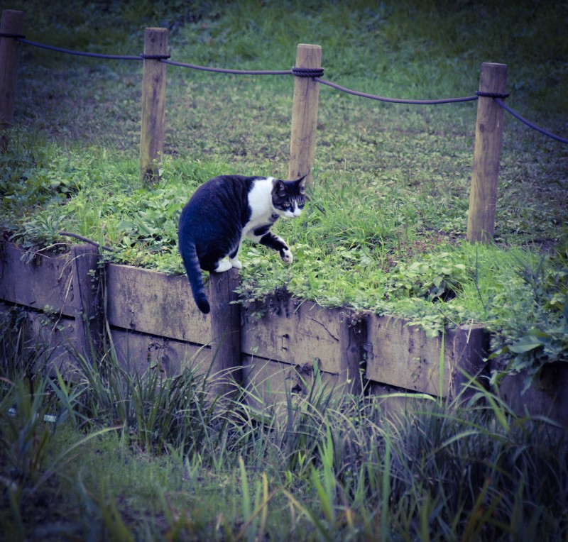 獲物を狙う猫