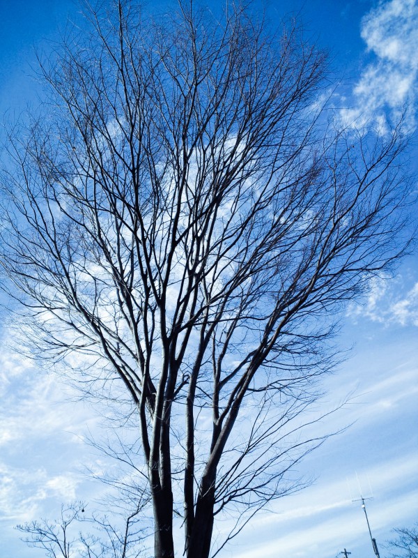 澄みきった空に樹